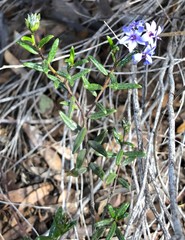 Halgania andromedifolia