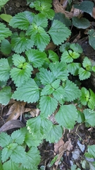 Nanocnide japonica