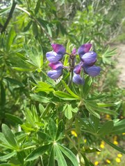 Lupinus reflexus