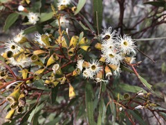 Eucalyptus calycogona