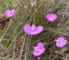 Agalinis divaricata