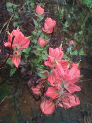 Castilleja cryptandra
