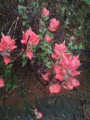 Castilleja cryptandra