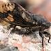 Short Abdomen Cicadas - Photo (c) Tony Rebelo, some rights reserved (CC BY-SA), uploaded by Tony Rebelo