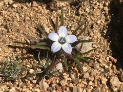 Wahlenbergia acaulis