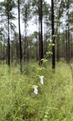 Salvia azurea azurea