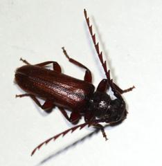Anisarthrini