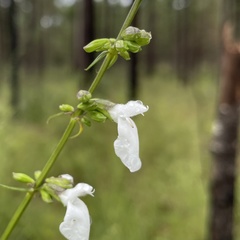 Salvia azurea azurea