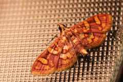 Ischnurges