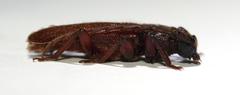 Anisarthrini
