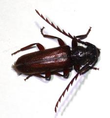 Anisarthrini