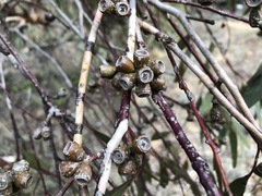 Eucalyptus phenax