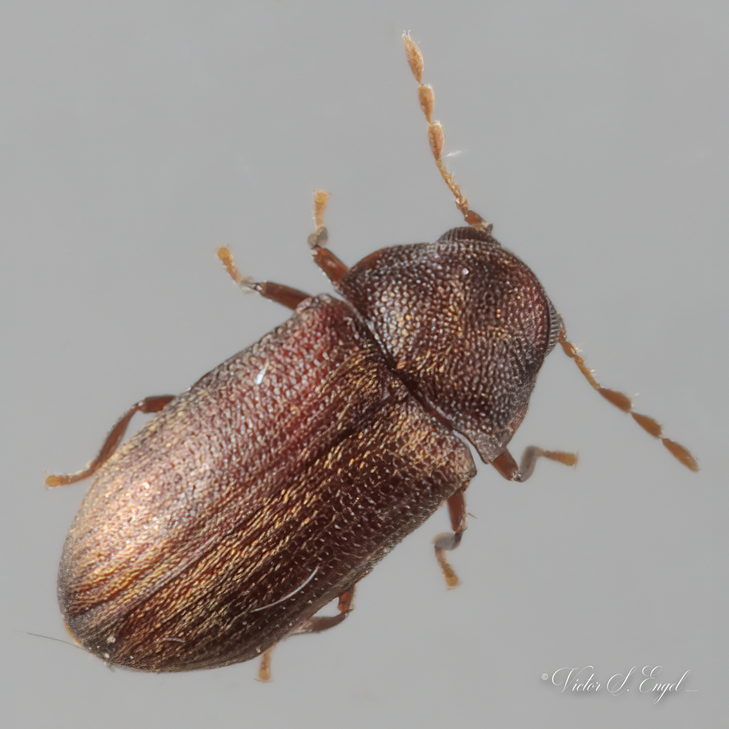 Petalium