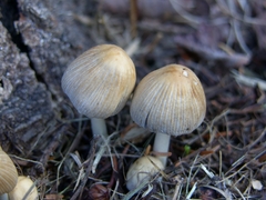 Coprinellus impatiens