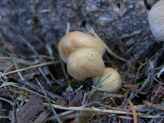 Coprinellus impatiens