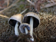 Coprinellus impatiens