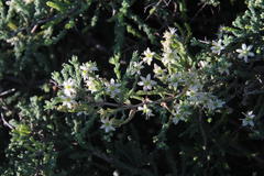 Asparagus capensis capensis