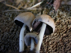 Coprinellus impatiens