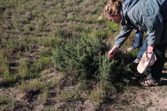 Asparagus capensis capensis