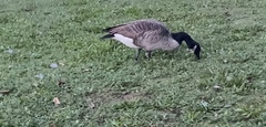 Branta canadensis