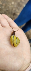 Cepaea nemoralis