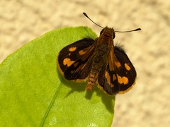 Taractrocera luzonensis