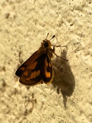 Taractrocera luzonensis