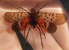 Lycorma