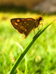 Taractrocera luzonensis
