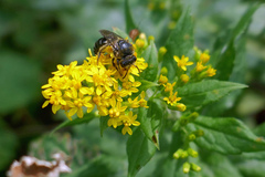 Colletes simulans