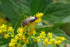 Colletes simulans