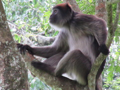 Piliocolobus tephrosceles