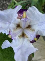 Iris × hybrida