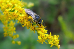Colletes simulans