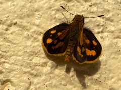 Taractrocera luzonensis