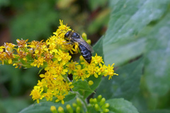 Colletes simulans