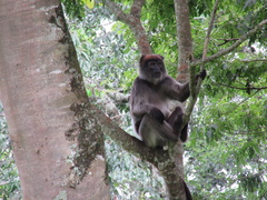 Piliocolobus tephrosceles