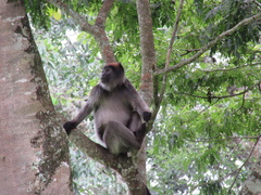 Piliocolobus tephrosceles