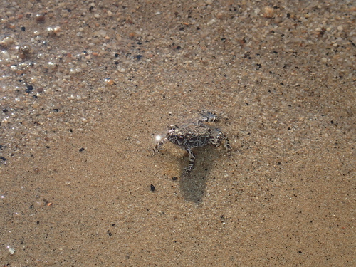 iNaturalist observation photo of Yosemite Toad