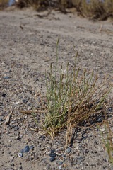 Chaetadelpha wheeleri