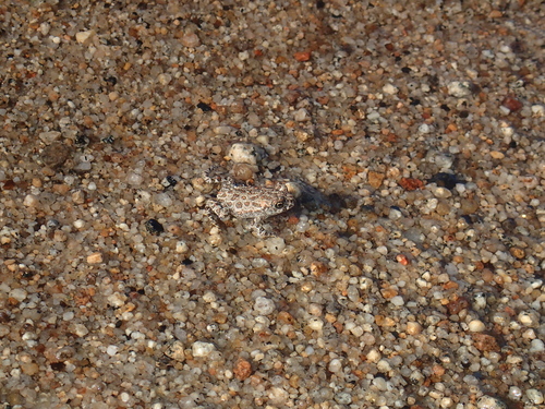iNaturalist observation photo of North American Toads
