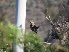 Pteroptochos megapodius