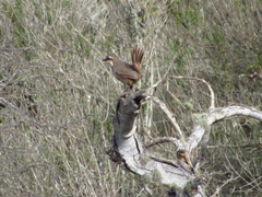Pteroptochos megapodius