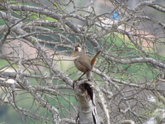 Pteroptochos megapodius