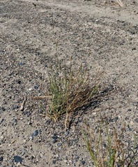 Chaetadelpha wheeleri
