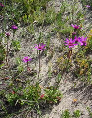 Senecio hastifolius