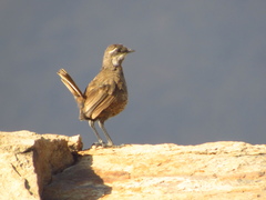 Pteroptochos megapodius