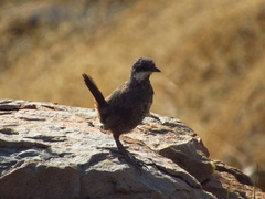 Pteroptochos megapodius