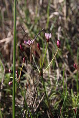 Strumaria tenella tenella