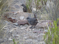 Pteroptochos megapodius